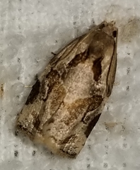 Archips grisea