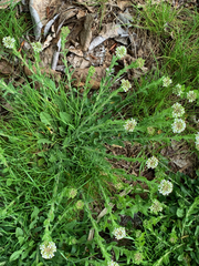 Lepidium heterophyllum