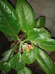 Chrysothemis pulchella