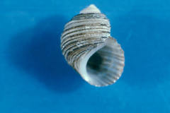 Mexithauma quadripaludium