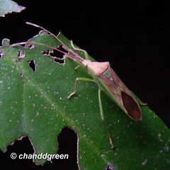 Homoeocerus rubromaculatus