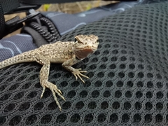 Microlophus thoracicus