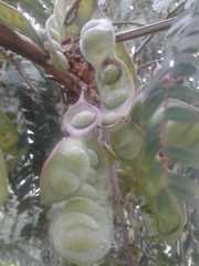 Paraserianthes