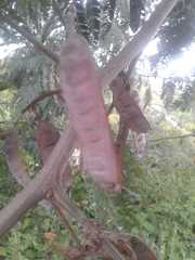 Paraserianthes