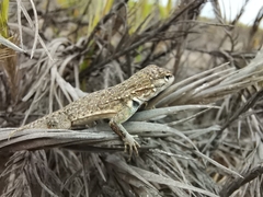 Microlophus thoracicus