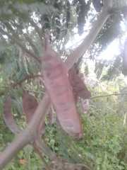 Paraserianthes