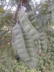 Paraserianthes