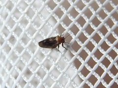 Pachypsylla celtidisgemma