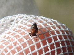 Pachypsylla celtidisgemma