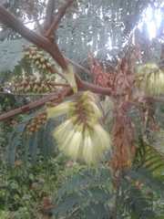 Paraserianthes