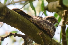 Caprimulgus jotaka