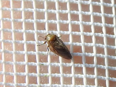 Pachypsylla celtidisgemma