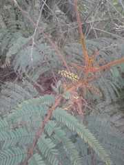 Paraserianthes
