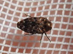 Brachys ovatus