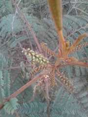 Paraserianthes
