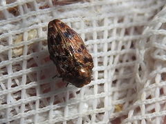 Brachys ovatus
