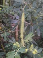 Paraserianthes