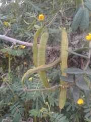Paraserianthes