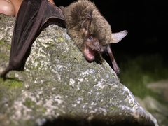 Myotis velifer