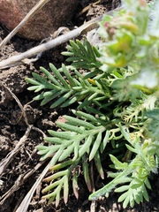 Matricaria discoidea