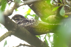 Caprimulgus jotaka