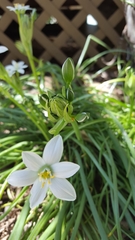 Ornithogalum