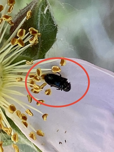 iNaturalist observation photo of Beetles