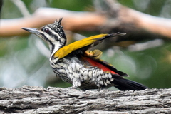 Common Flameback photo 1