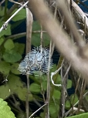 Argiope aurantia image