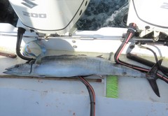 Acanthocybium solandri