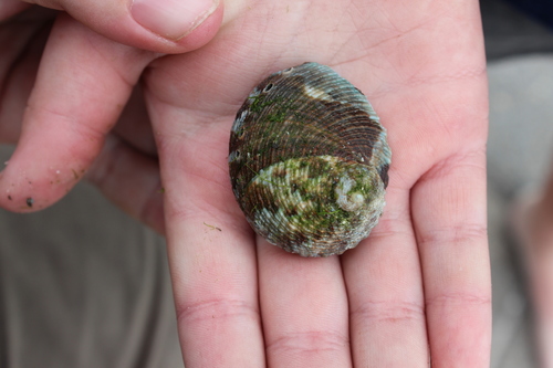 Common Ear Shell Circular ear shell | Native Nature