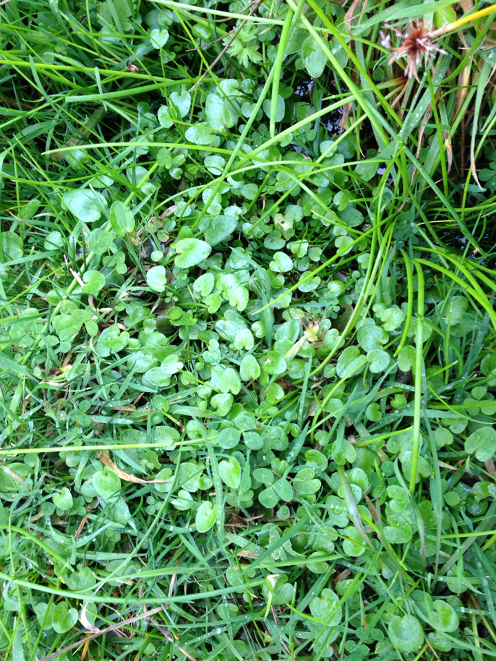 Image of Viola lyallii by (c) Tim Park, some rights reserved (CC BY)