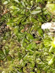 Hymenophyllum minimum