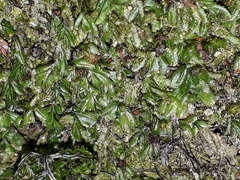 Hymenophyllum minimum
