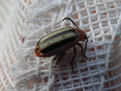 Disonycha leptolineata