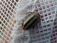 Disonycha leptolineata