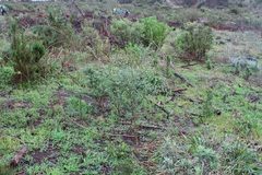 Psoralea hirta