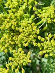 Lomatium grayi