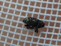 Tyloderma foveolatum