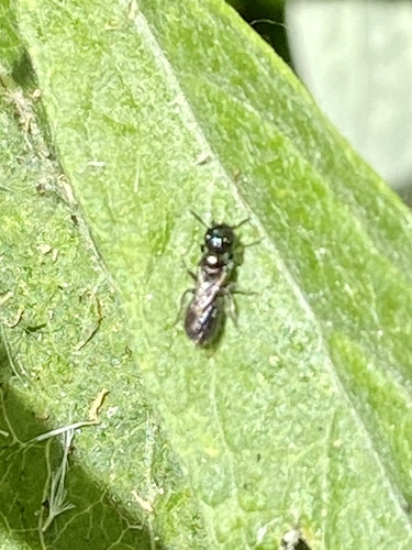 iNaturalist observation photo of Zadontomerus