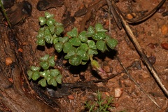 Oxalis lanata