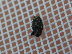 Tyloderma foveolatum