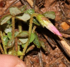 Oxalis lanata