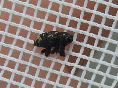 Tyloderma foveolatum