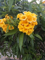 Tecoma stans