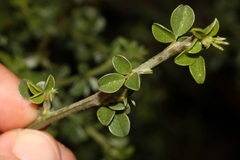 Psoralea hirta