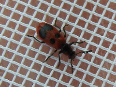 Pelonides quadrinotata