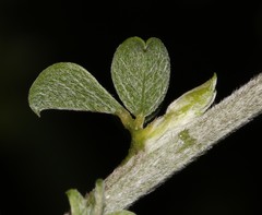 Psoralea hirta