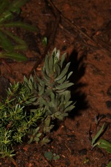 Xiphotheca lanceolata