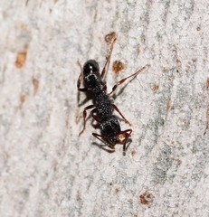 Rhytidoponera victoriae